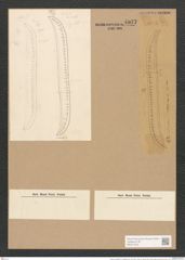 Nitzschia weissflogii var. subglabra Grun. (de-Toni-Nr.: Genus 47, Species 2061) Zeichnungen Sammlung Grunow Nr. 4077 (NHMW-BOT-W0371919)